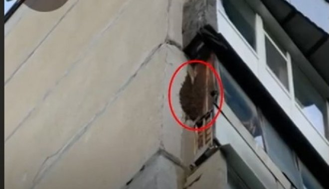 Скриншот из видео Служби порятунку тварин