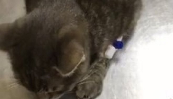Скриншот из видео Служби порятунку тварин