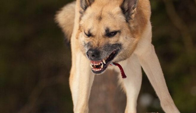 Фото: blog.thezoo.ru