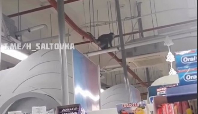 Скриншот из видео Х. Салтовка