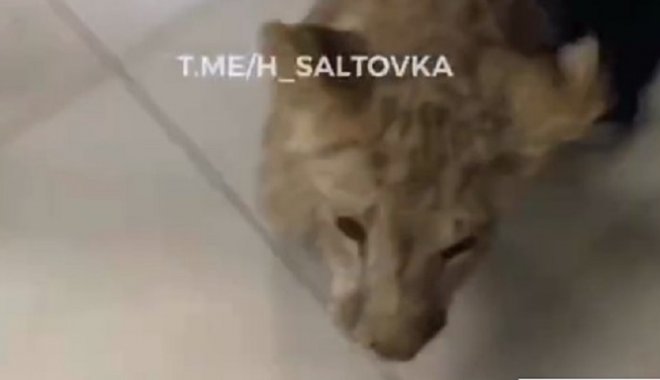Скриншот из видео Х. Салтовка