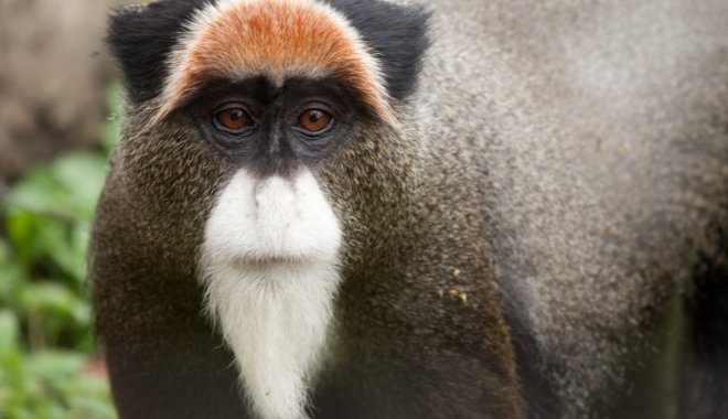 Фото: ZooPicture.ru