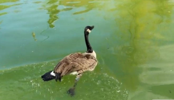 Скриншот из видео харьковского зоопарка