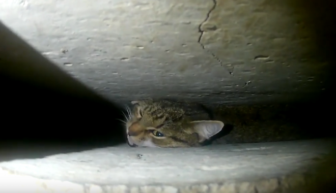 Кота спасли. Кадр из видео