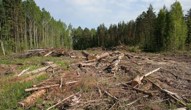 Браконьеры вырубили 163 дерева. Фото: atn.ua